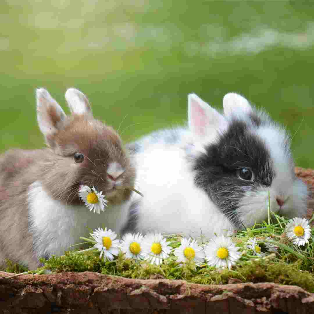 are rabbit and bunnies the same thing