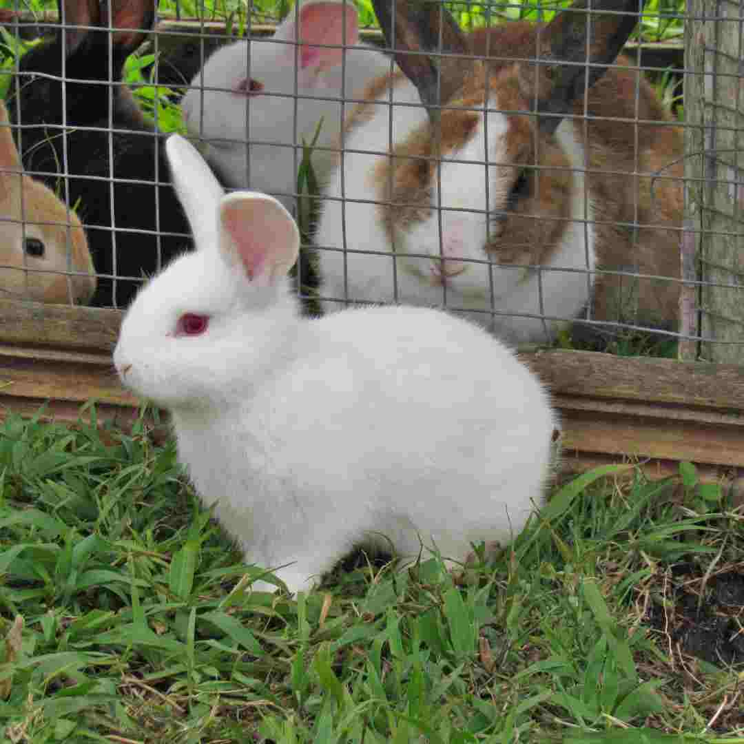 The Perception of Rabbits as Unclean: Origins and Cultural Perspectives