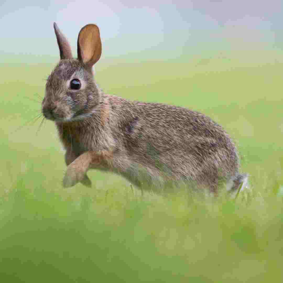 Rabbit Tails: Exploring the Presence and Purpose of Rabbit Tails