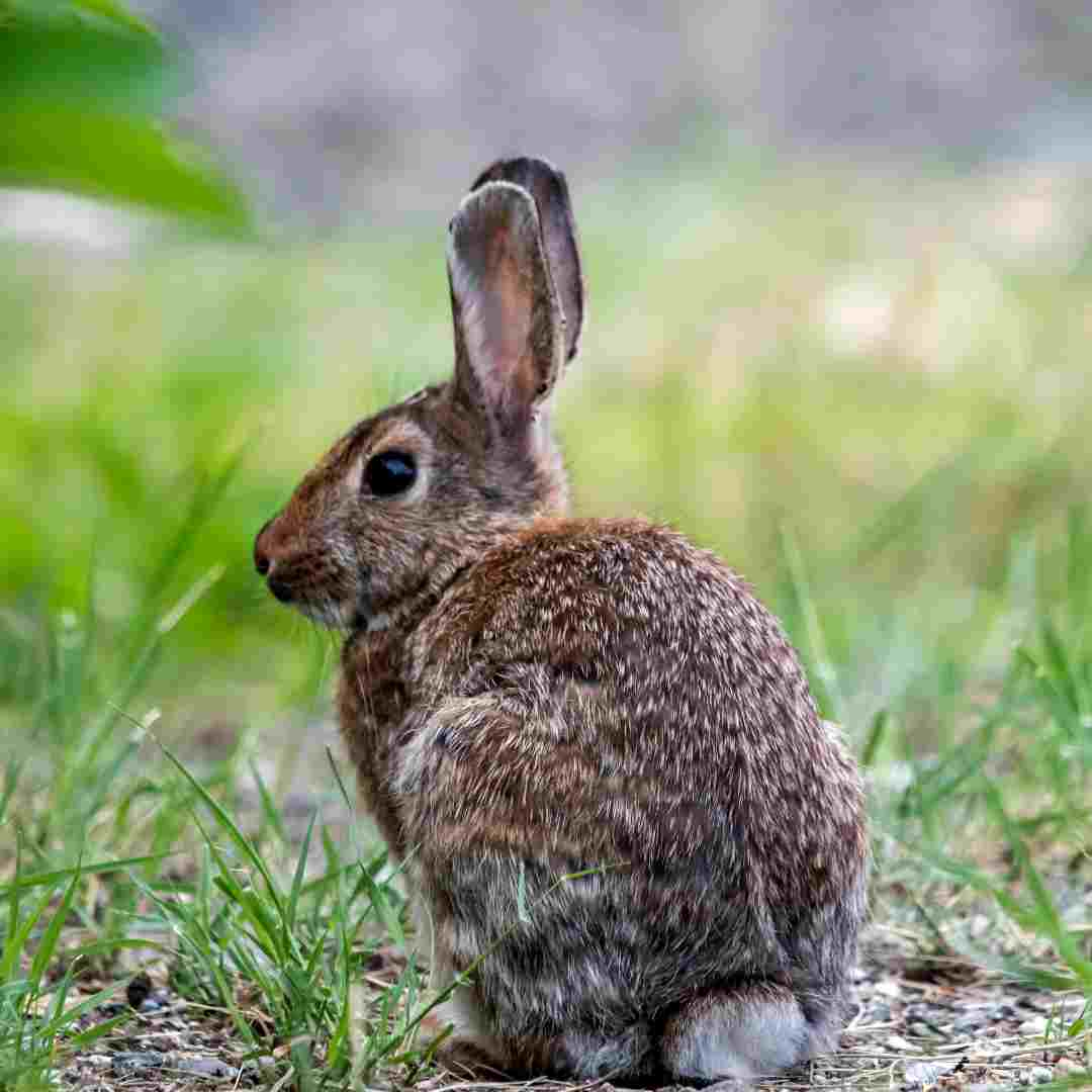 does rabbit have fat