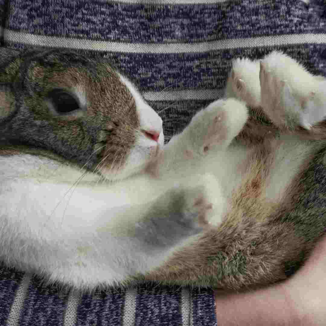 Considering a Rabbit as a Pet: Do You Need a Rabbit in Your Life?