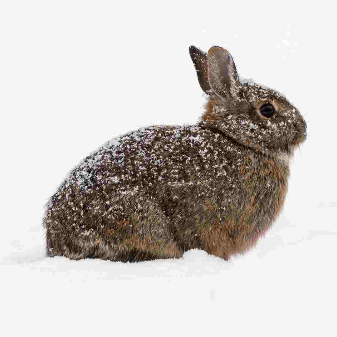 Winter Survival: What Do Rabbits Do During the Cold Season?