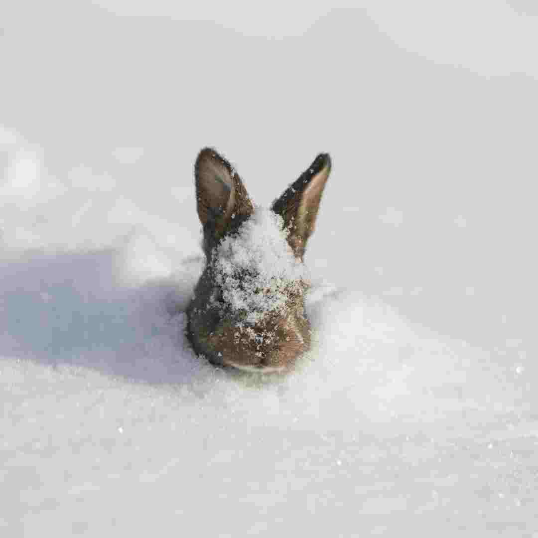 Winter Diet for Rabbits: What Do They Eat When Vegetation Is Scarce?