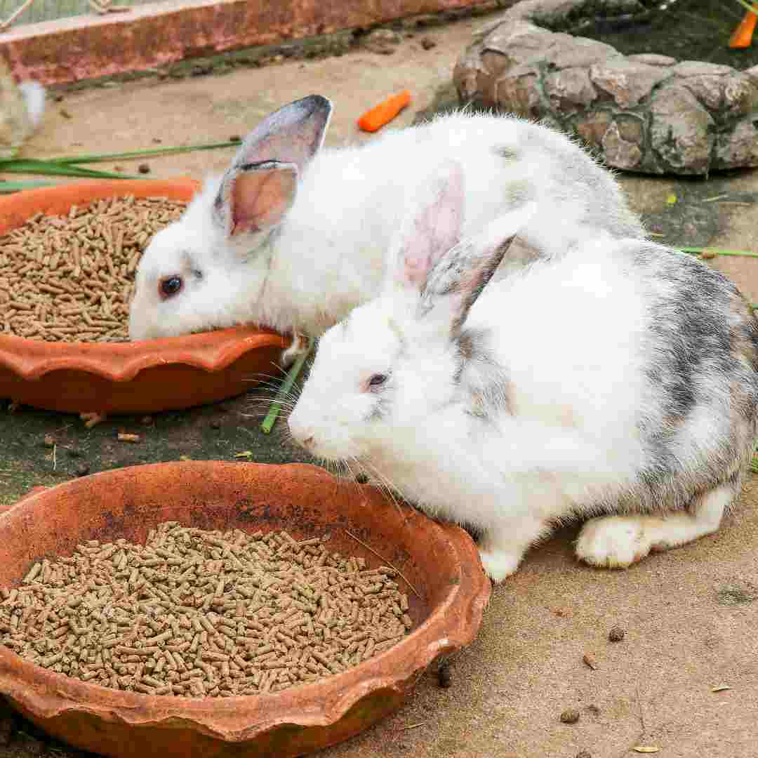 what do rabbits like to eat