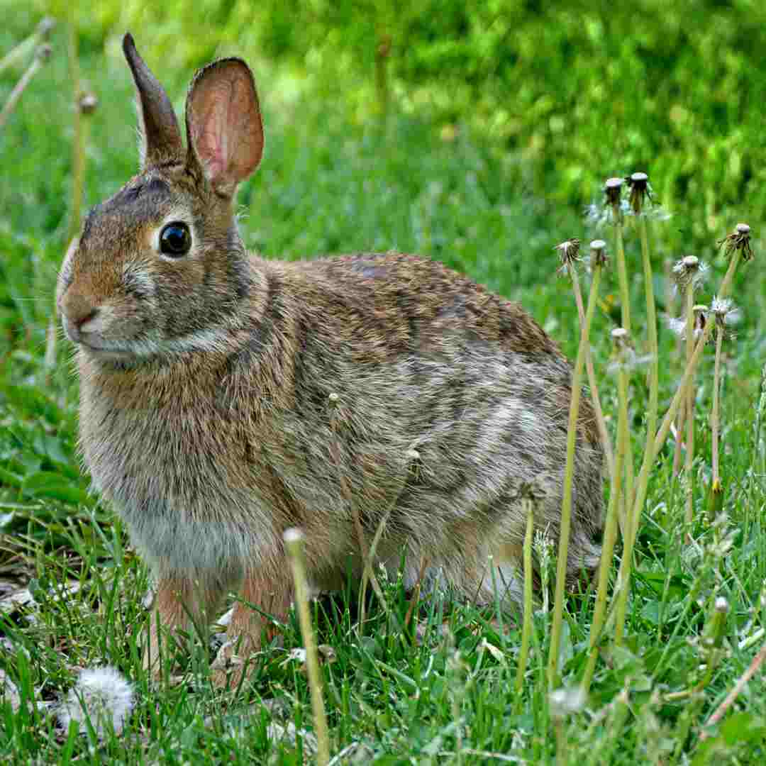 what to rabbits eat in the wild