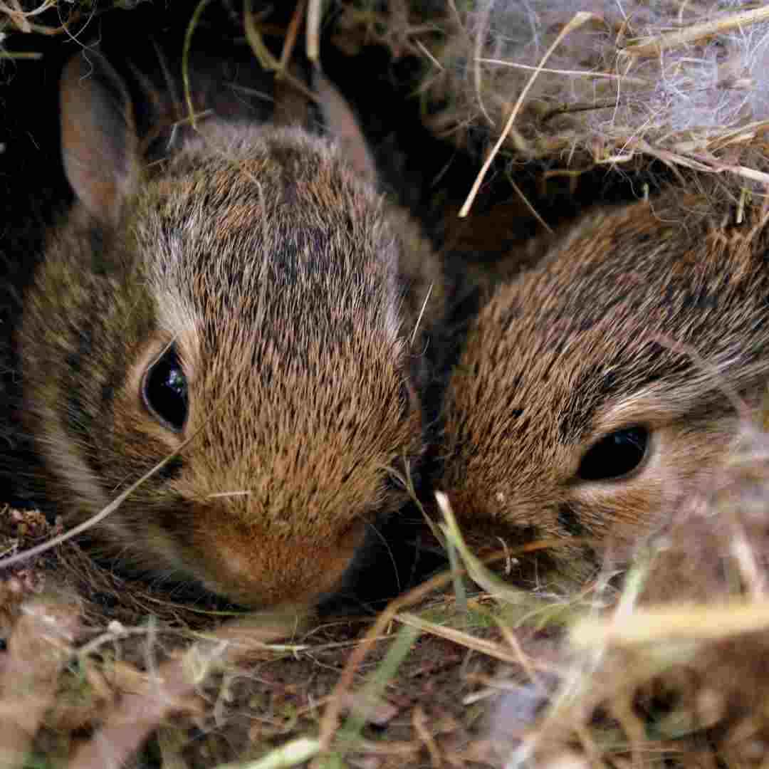 are rabbit and rabbit compatible