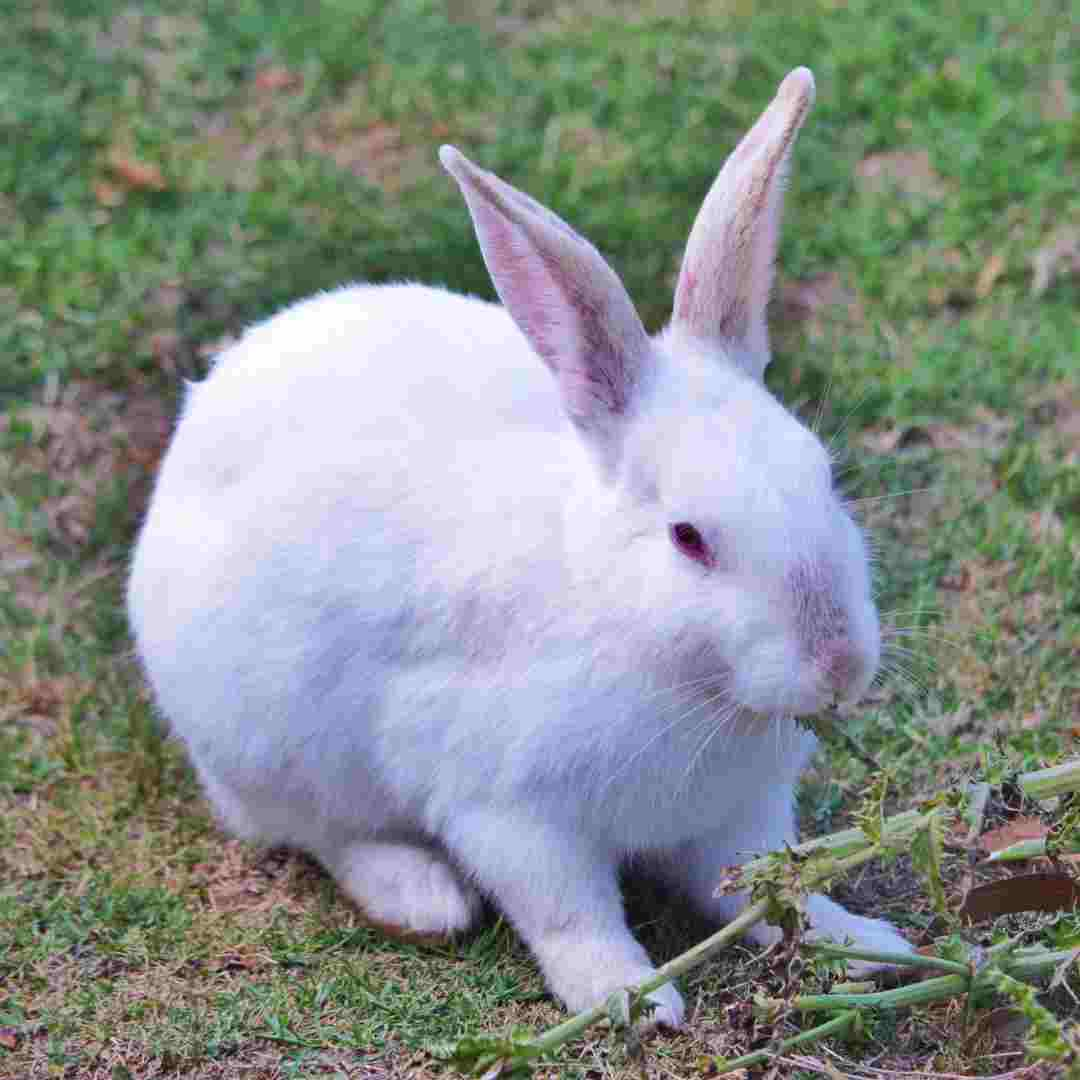 are rabbit and cat allergies the same