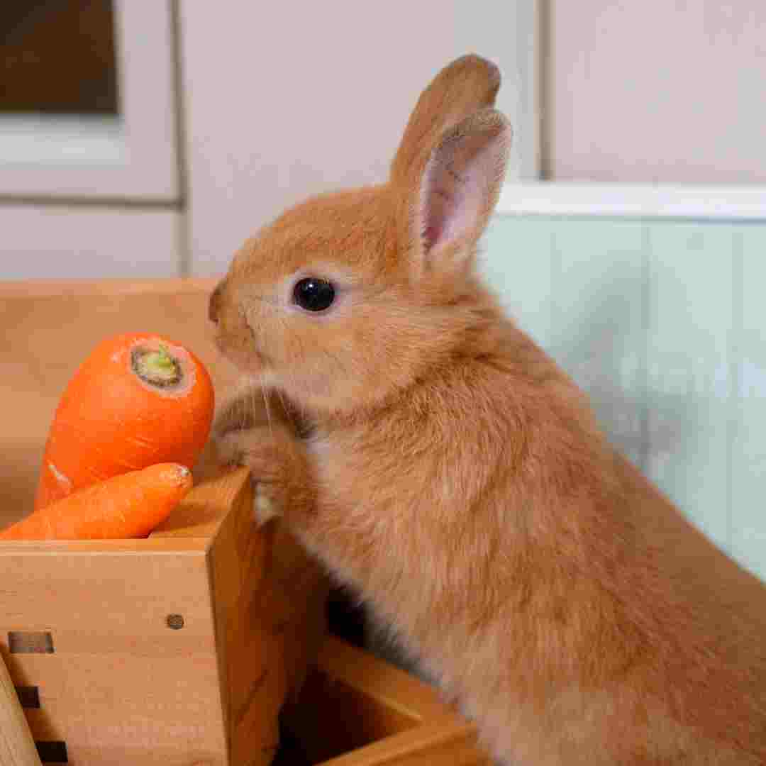 Caring for a Pet Rabbit: How to Properly Use and Interact with Your Rabbit