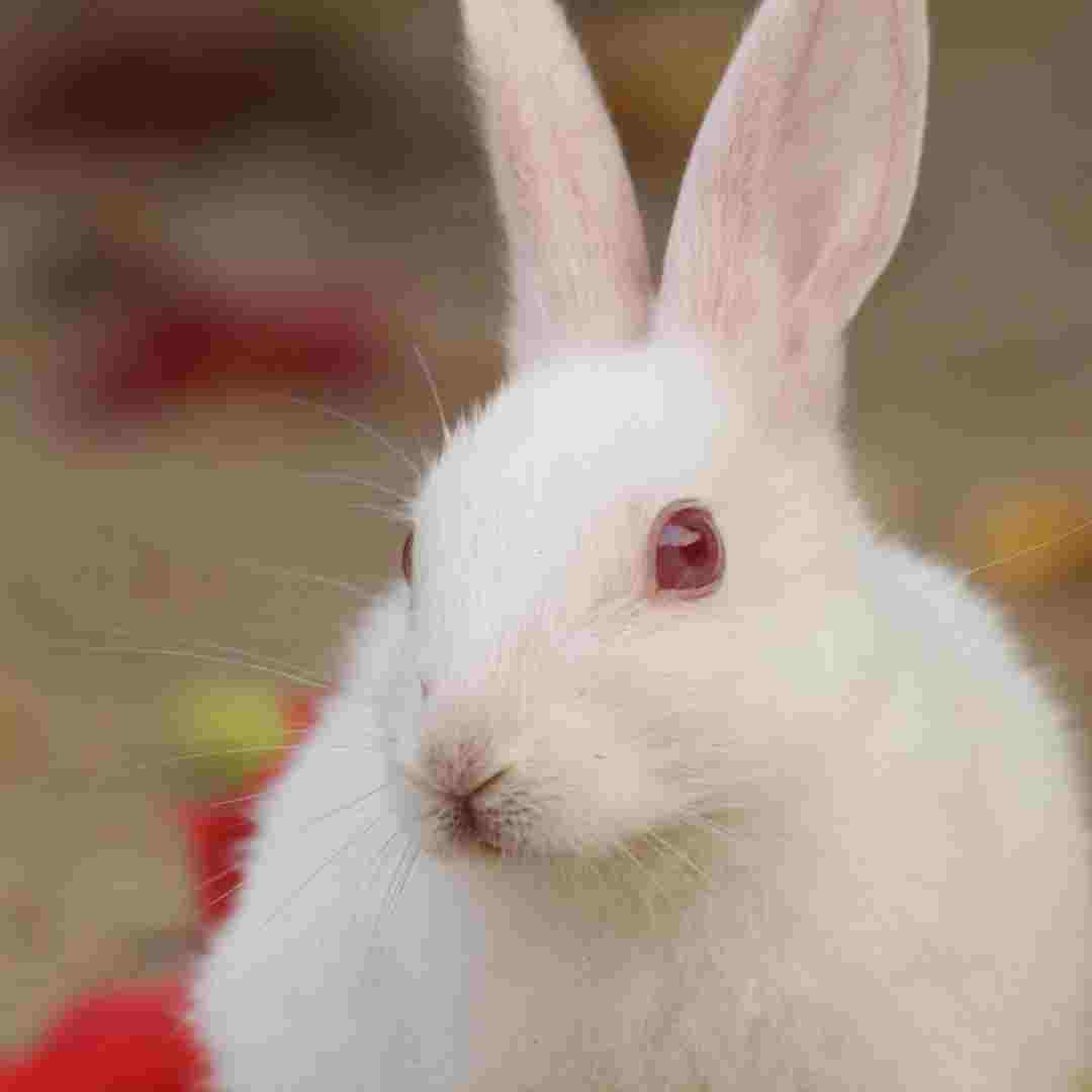 Rabbit vs. Bunny: Exploring the Differences and Similarities