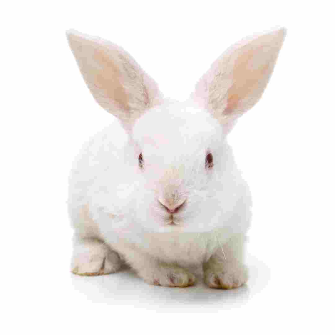 Rabbit Claws: Understanding the Feet and Claws of Rabbits