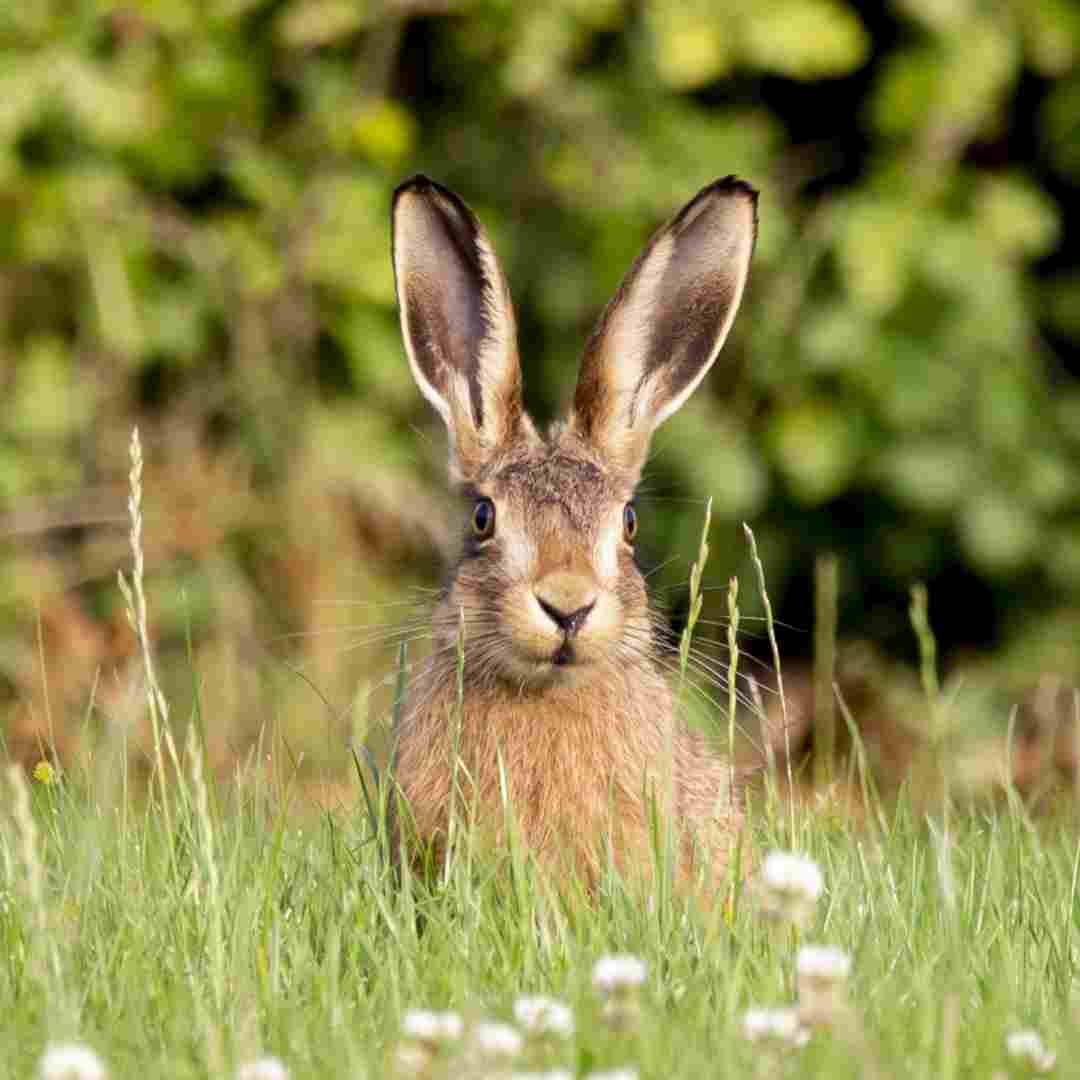 Do Rabbits Have Periods? Understanding the Reproductive Cycle of Rabbits