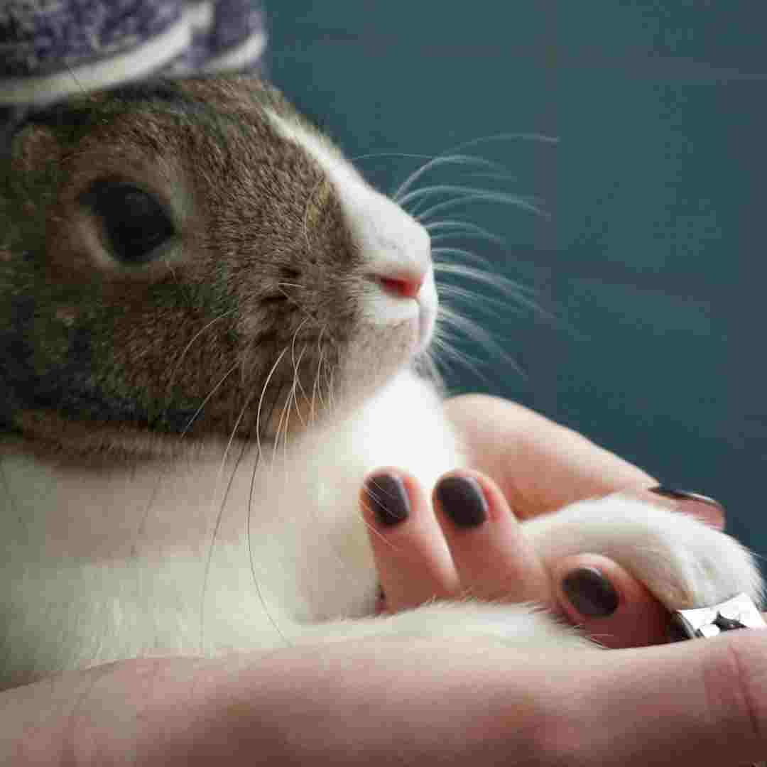 Rabbit Nail Care: The Importance of Trimming Your Rabbit's Nails