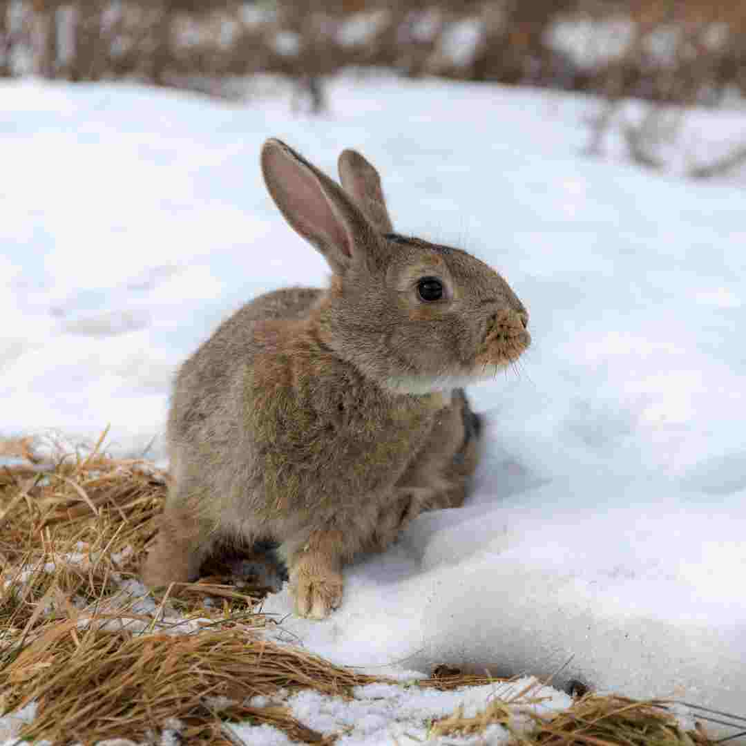 Winter Survival: What Do Rabbits Do During the Cold Season?