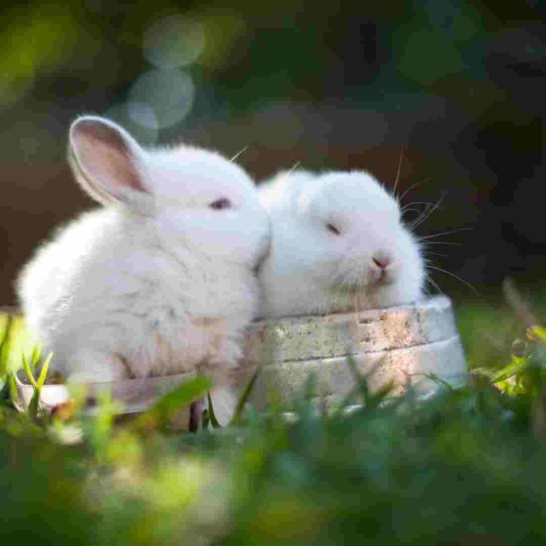 Should You Have Two Rabbits? Considerations for Rabbit Ownership