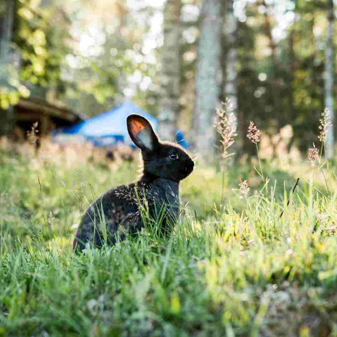 Understanding Red Urine in Rabbits: Possible Causes and Concerns