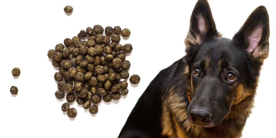 what happens when dogs eat rabbit poop