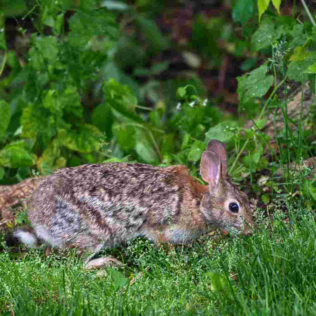 how to get rabbits out from under your deck