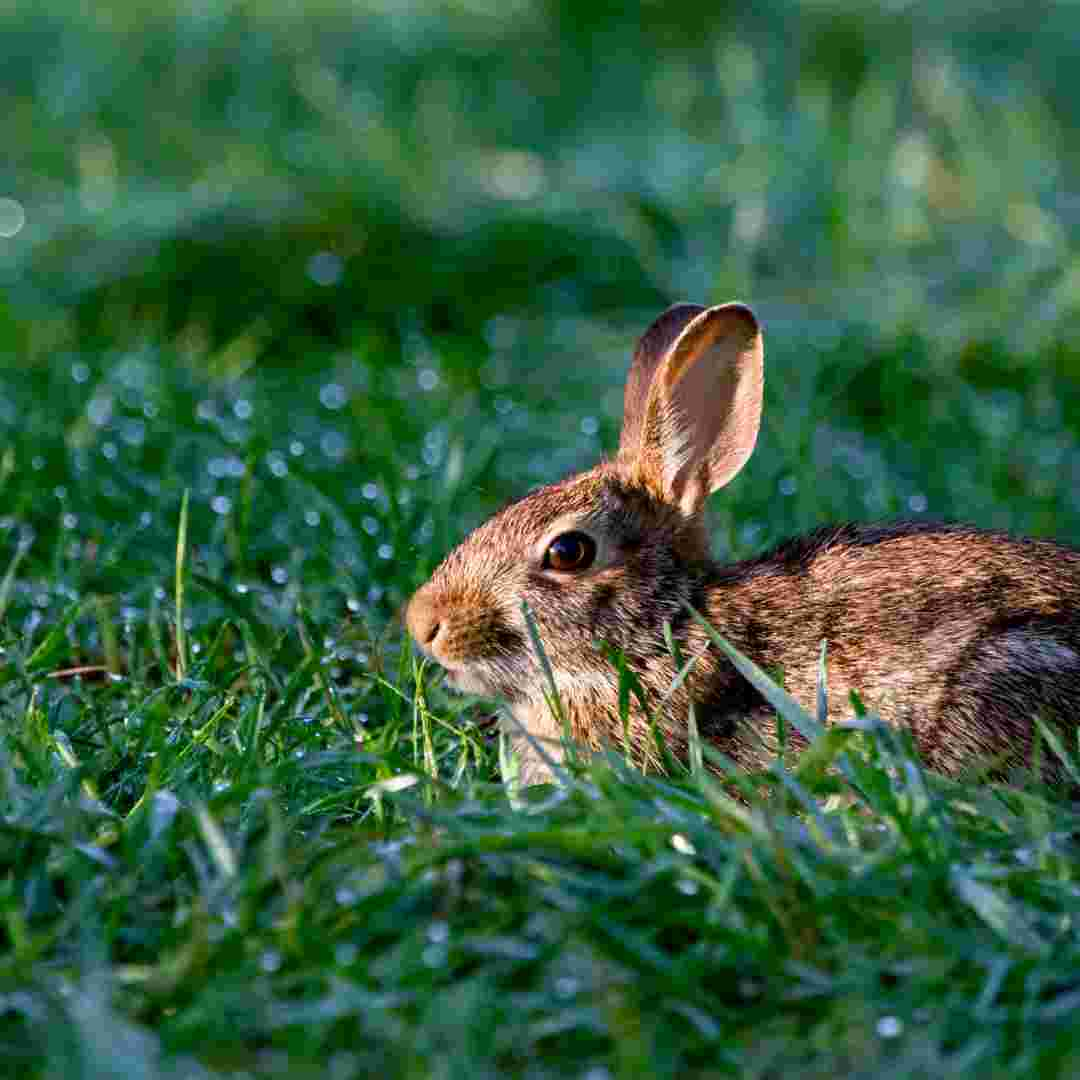 how to fix rabbit diarrhea