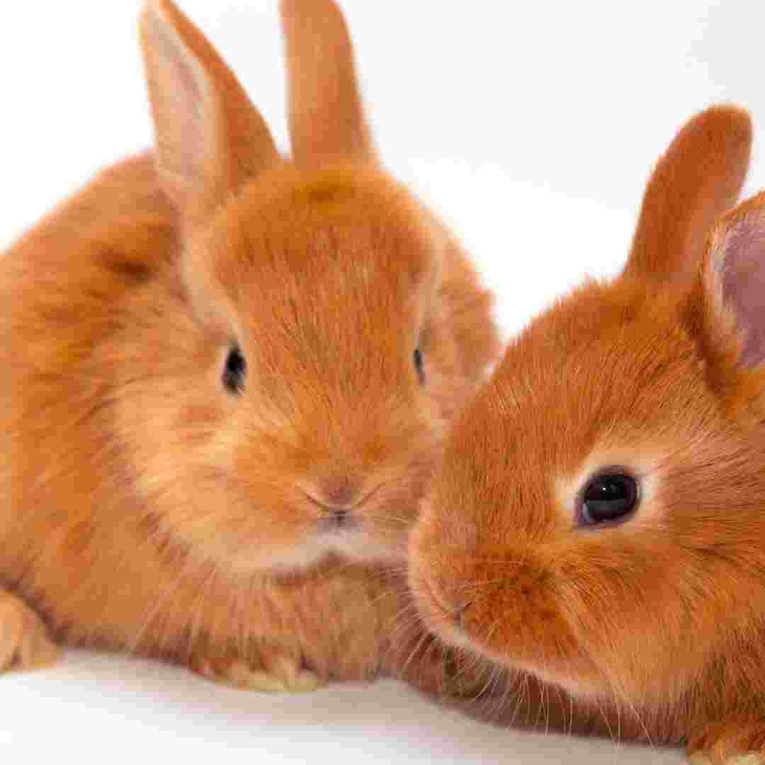 what is the best rabbit
