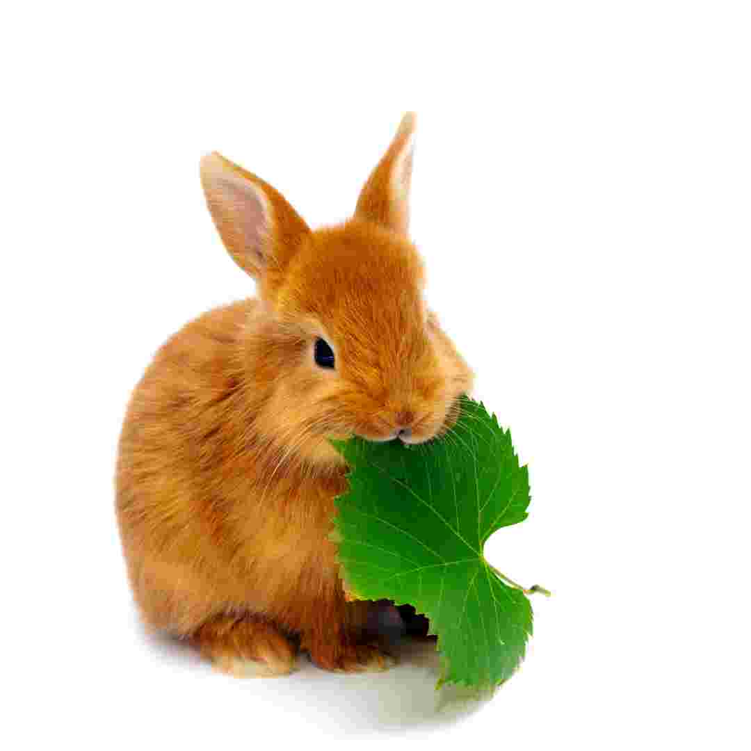 what rabbits eat