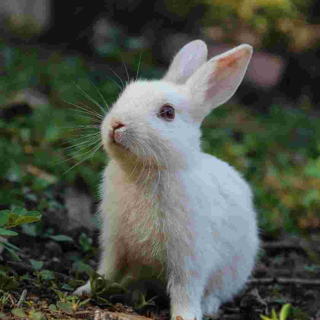 how does a rabbit make a sound