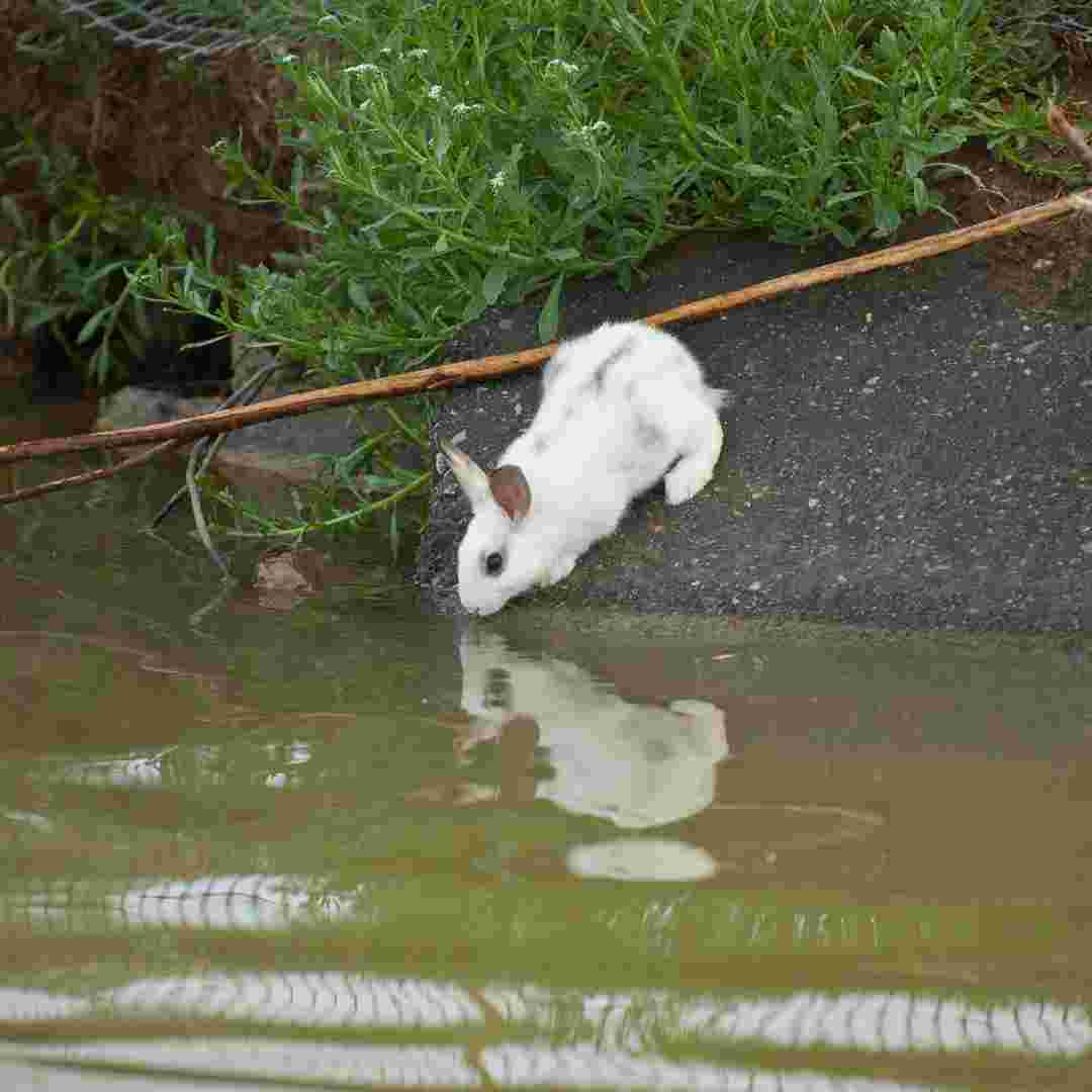 do rabbit like water