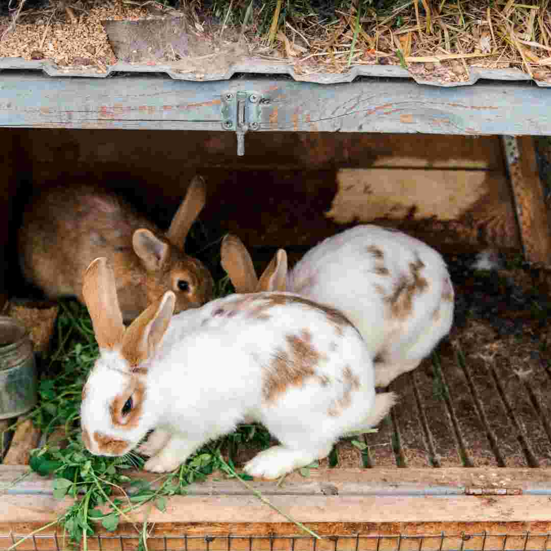 how to get rabbit out of cage