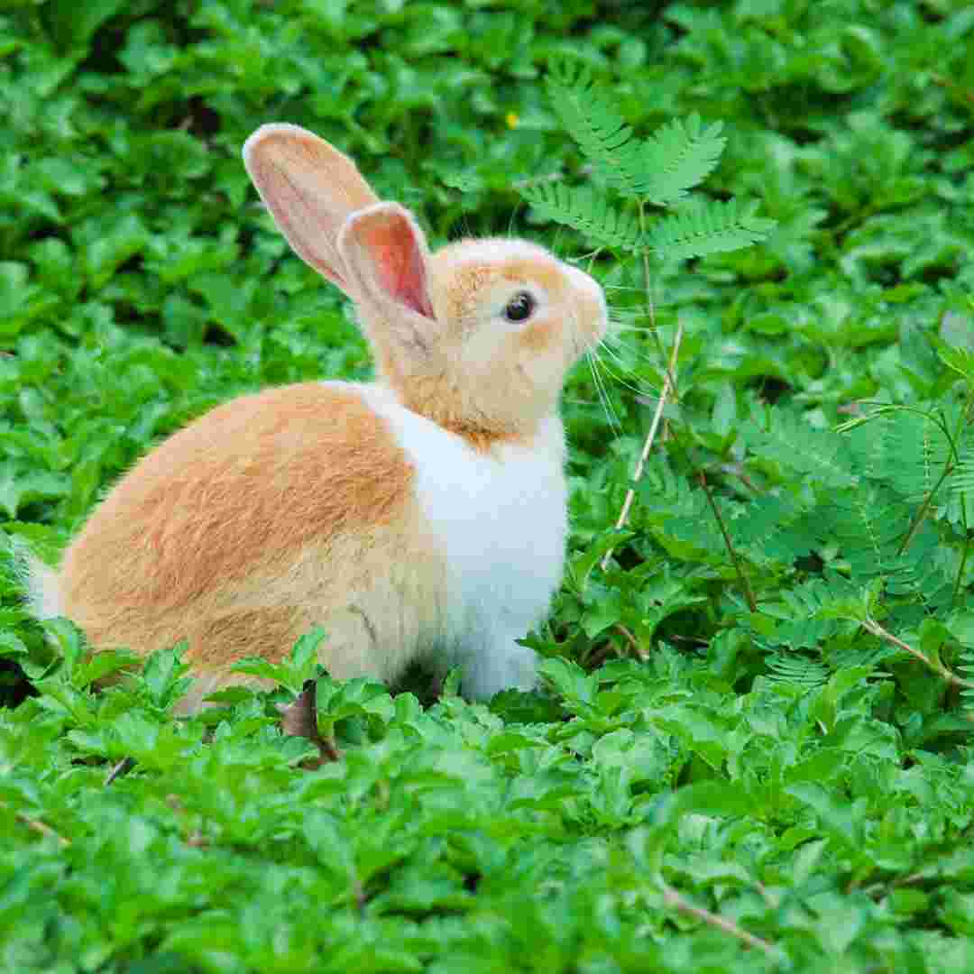 how do rabbits make a nest