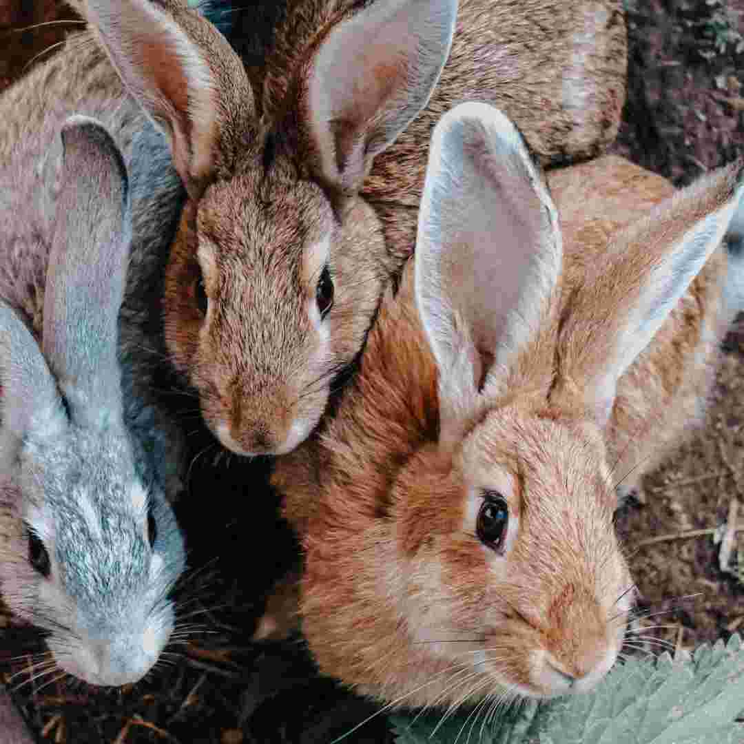 what to do when rabbits have babies