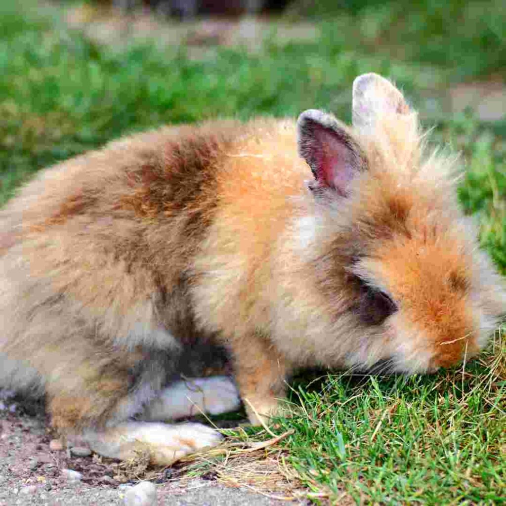 Effective Ways to Get Rabbits Out of Burrows: Rabbit Burrow Removal Tips