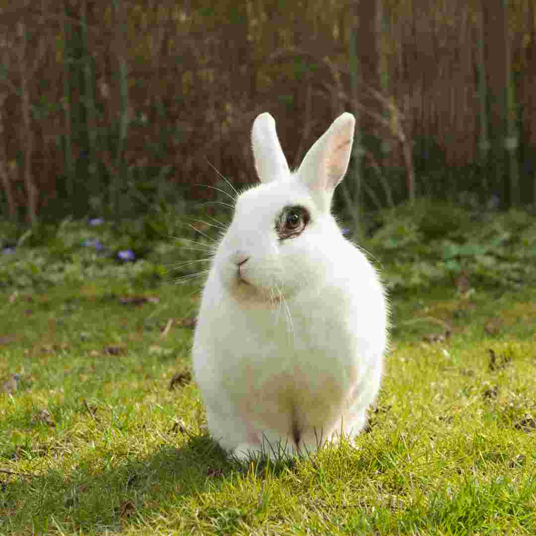 Do Rabbits Like Music? The Impact of Music on Your Rabbit's Mood