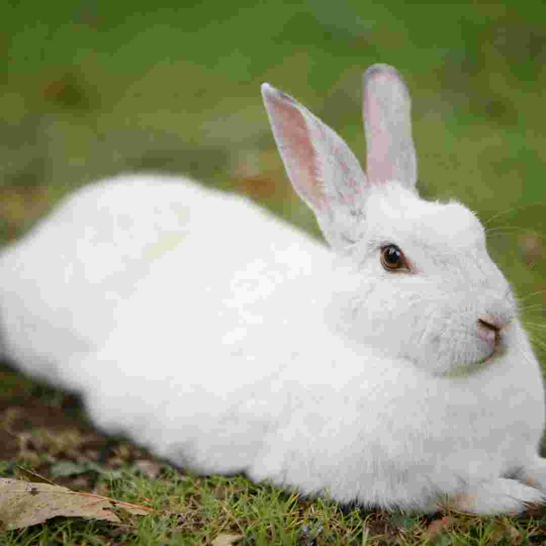 does rabbit poop make dogs sick