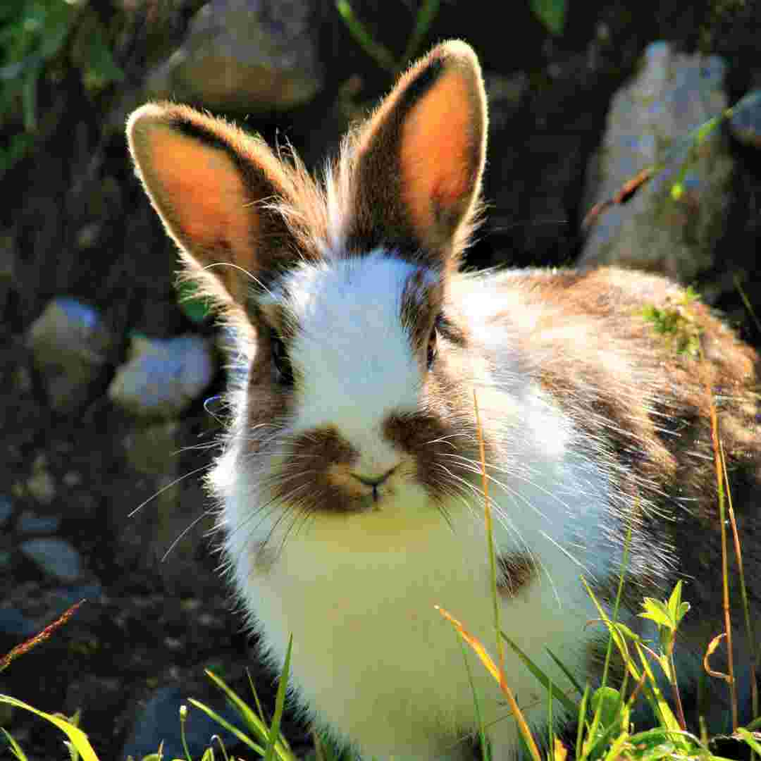 how to skin rabbit for fur