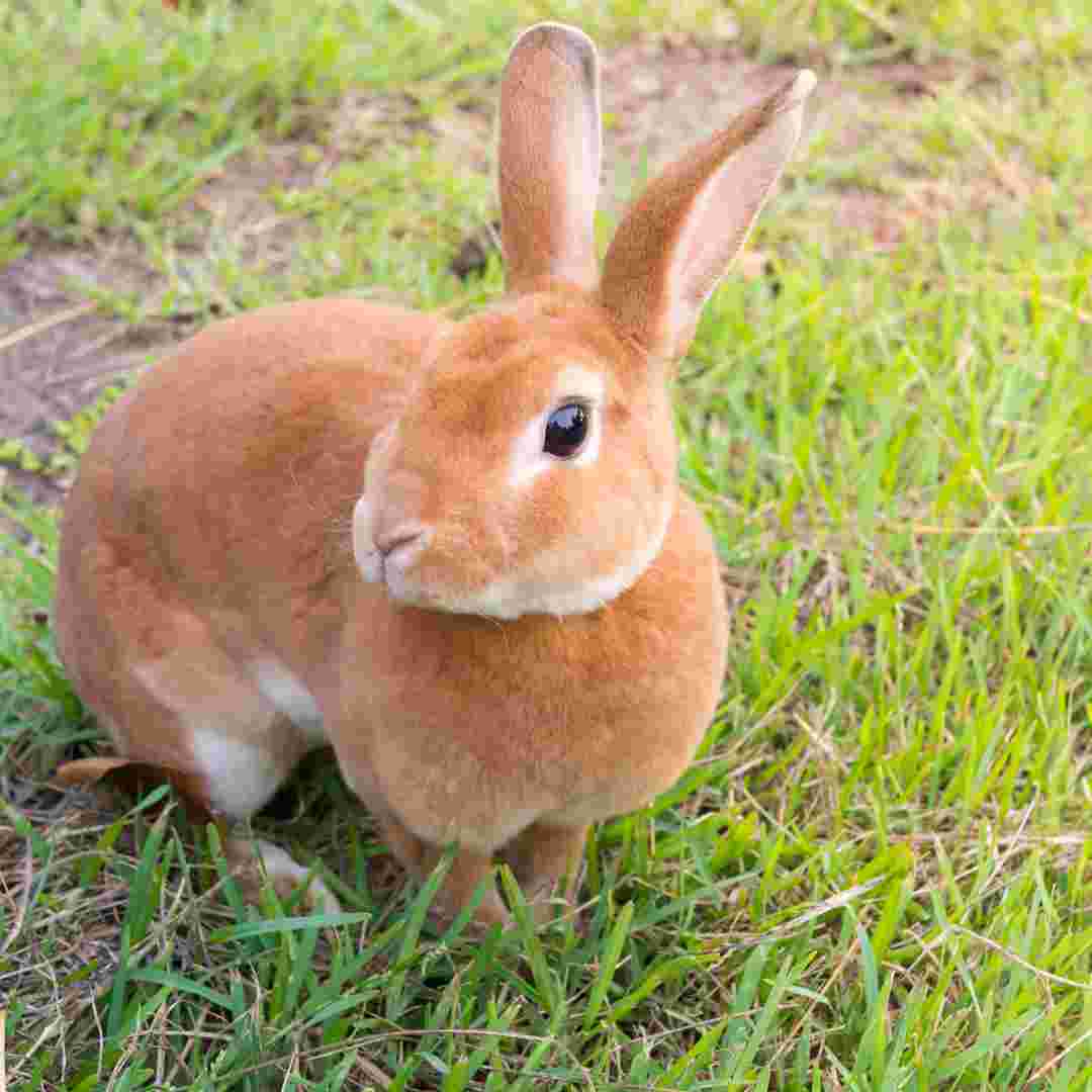 how to fix rabbit eye infection