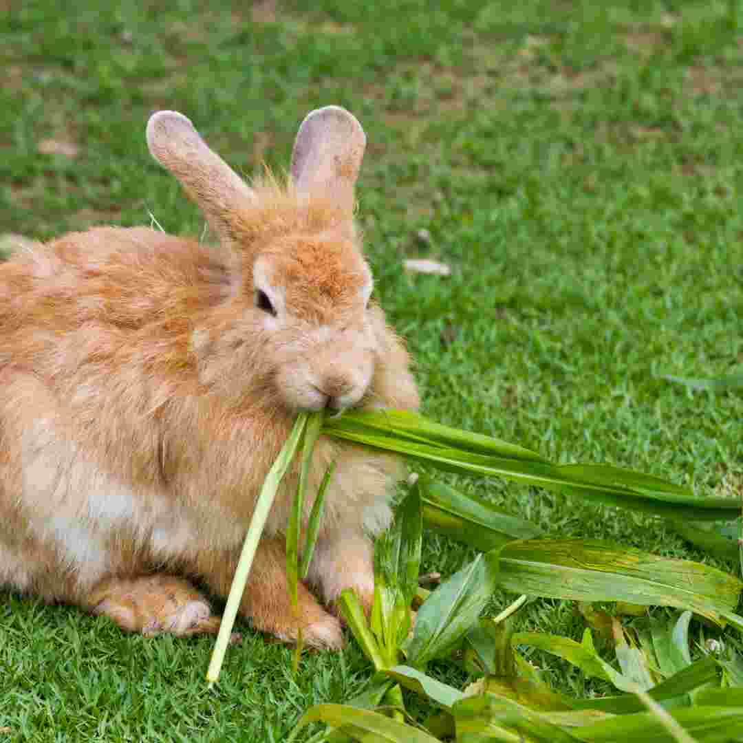 does rabbits hibernate