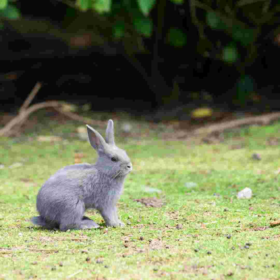 how to train rabbit for toilet