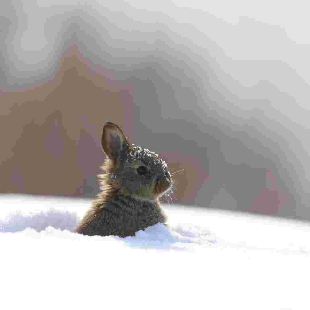 how can rabbits survive winter