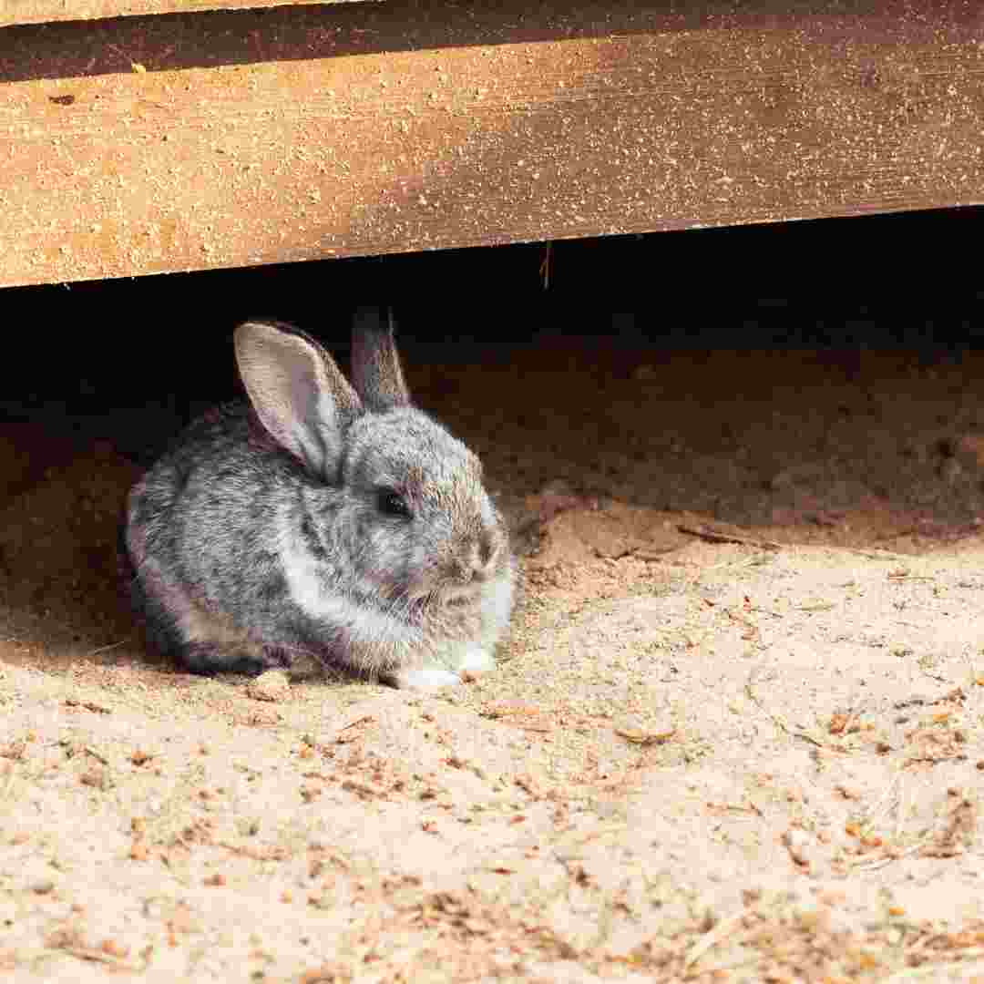 how to get rabbits out from under shed