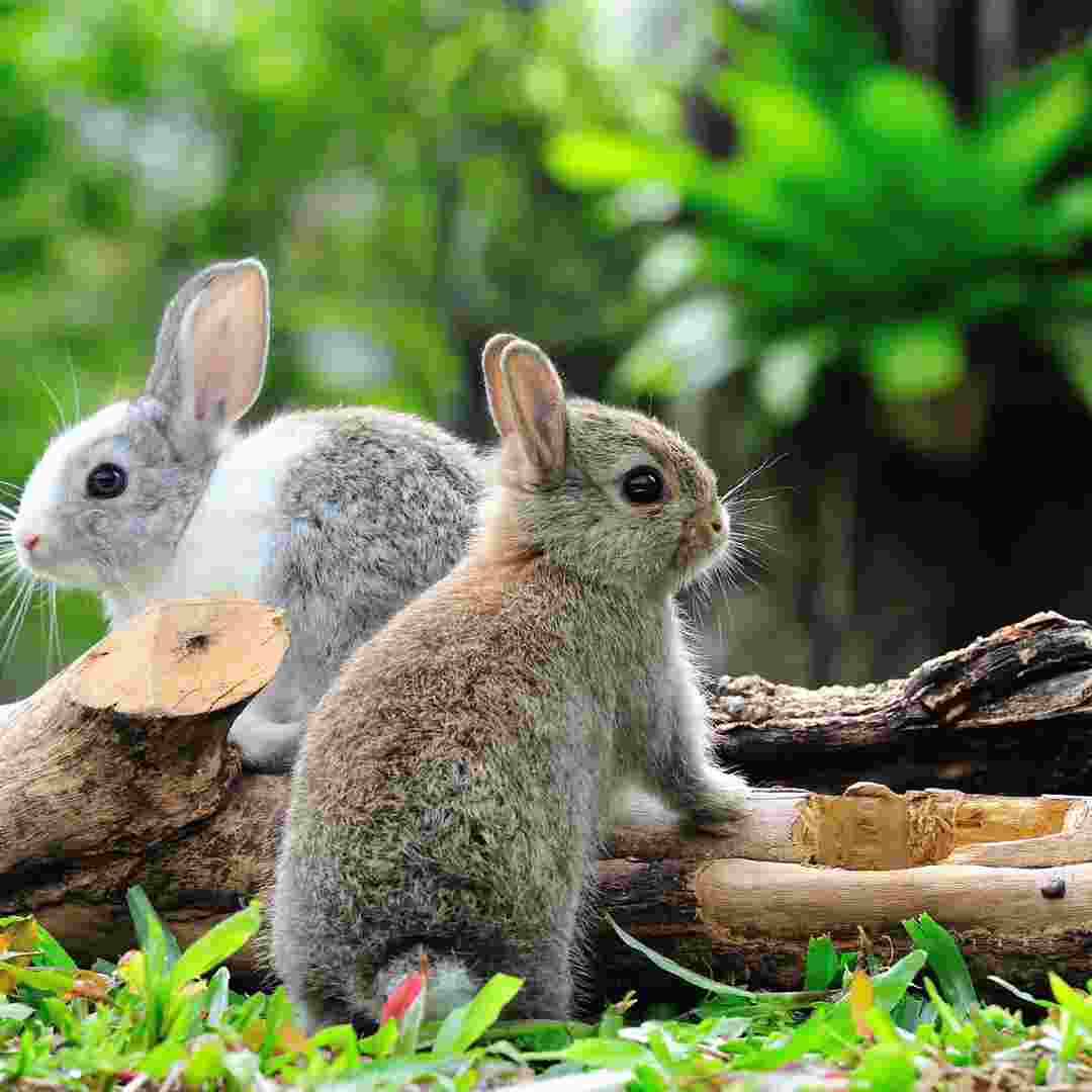 how to get rabbits out from under shed