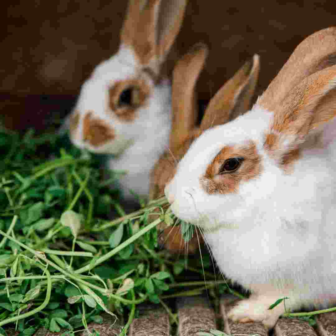 does rabbit eat grass