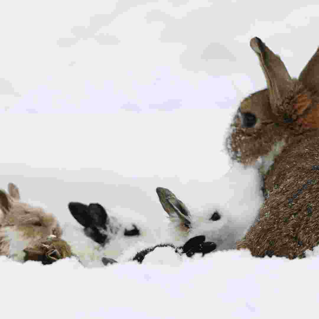 what to do when rabbit gives birth