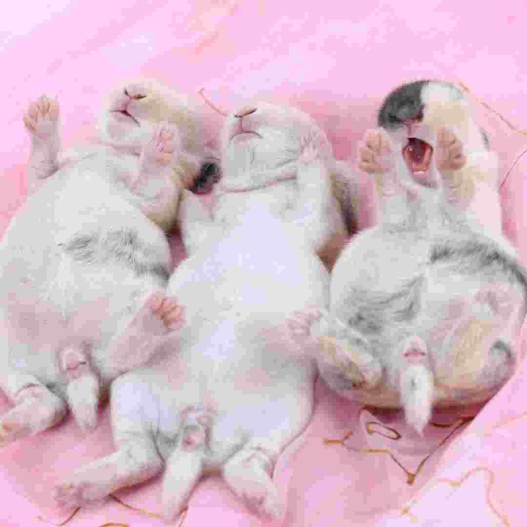 what to do when rabbit gives birth