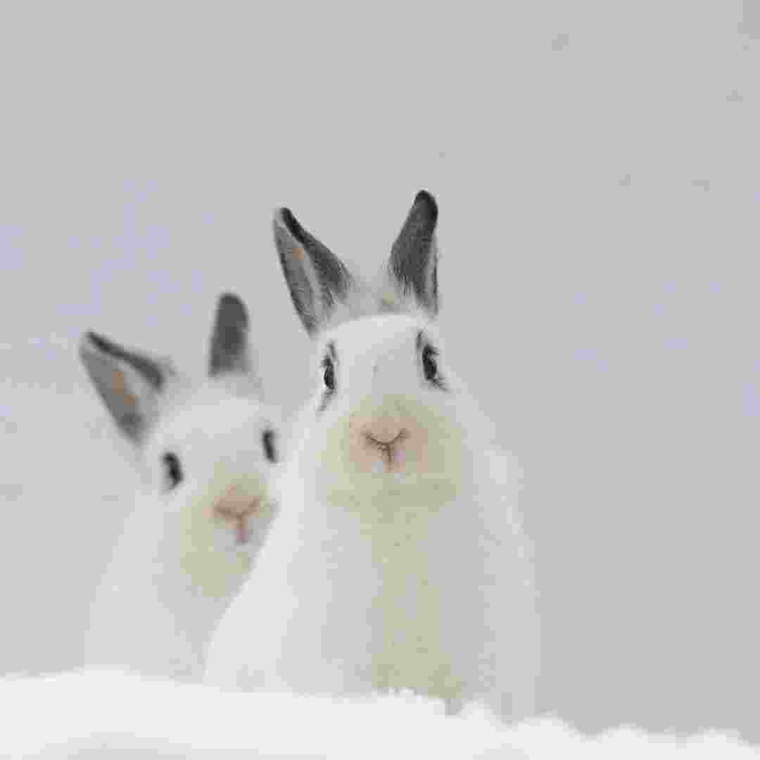 Winter Wonderland: Discover Which Rabbits Turn White in the Cold Season