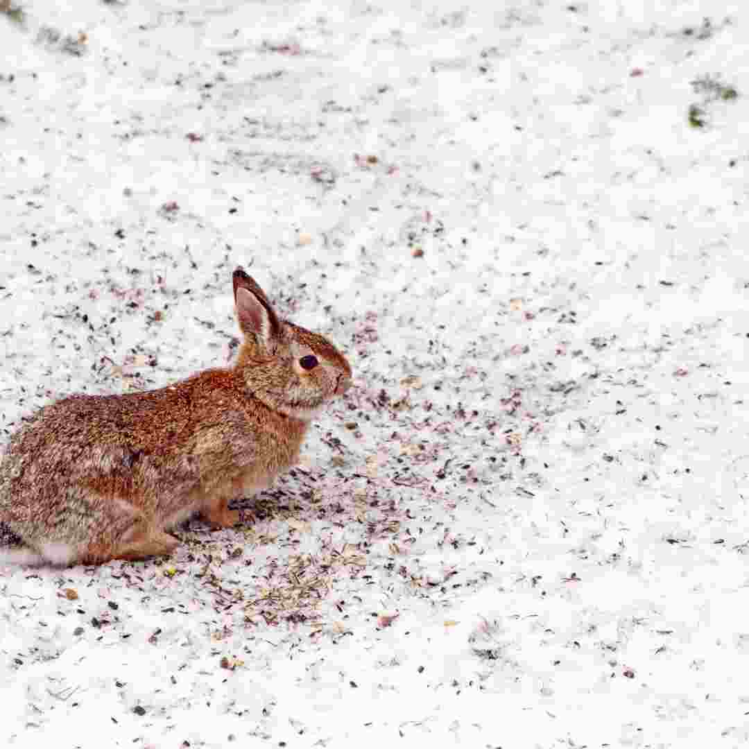 Winter Wonderland: Discover Which Rabbits Turn White in the Cold Season