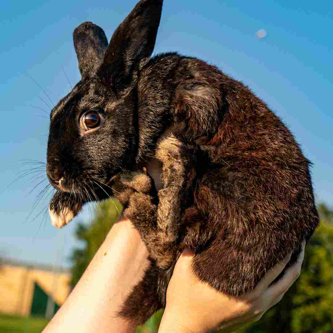 do rabbit like to be held