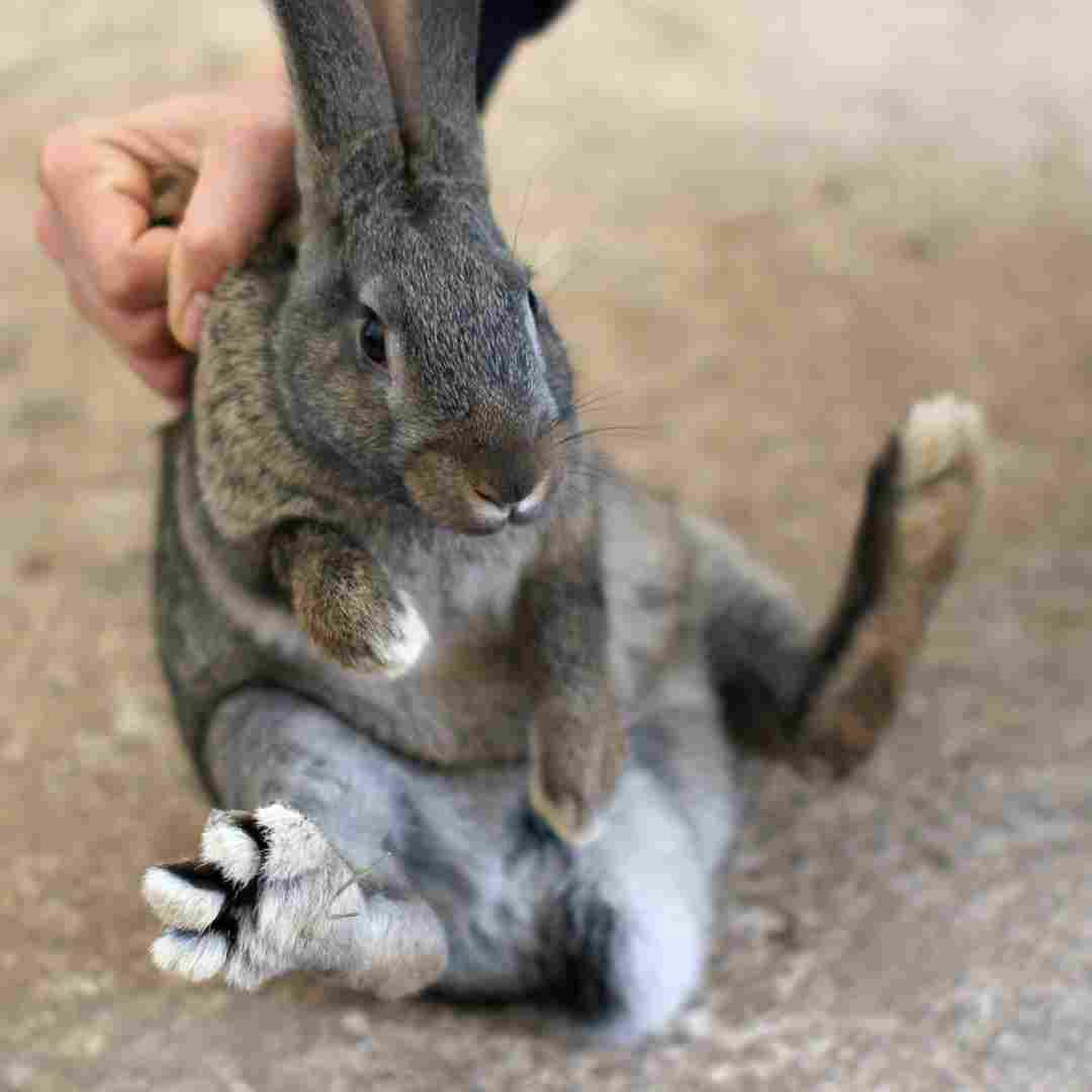 do rabbit like to be held