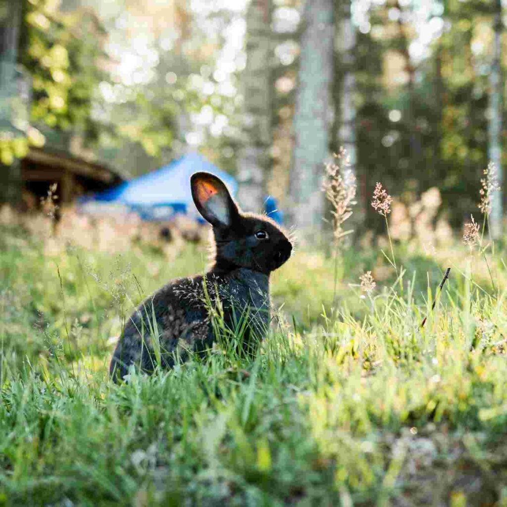 how to get rabbits out from under my shed