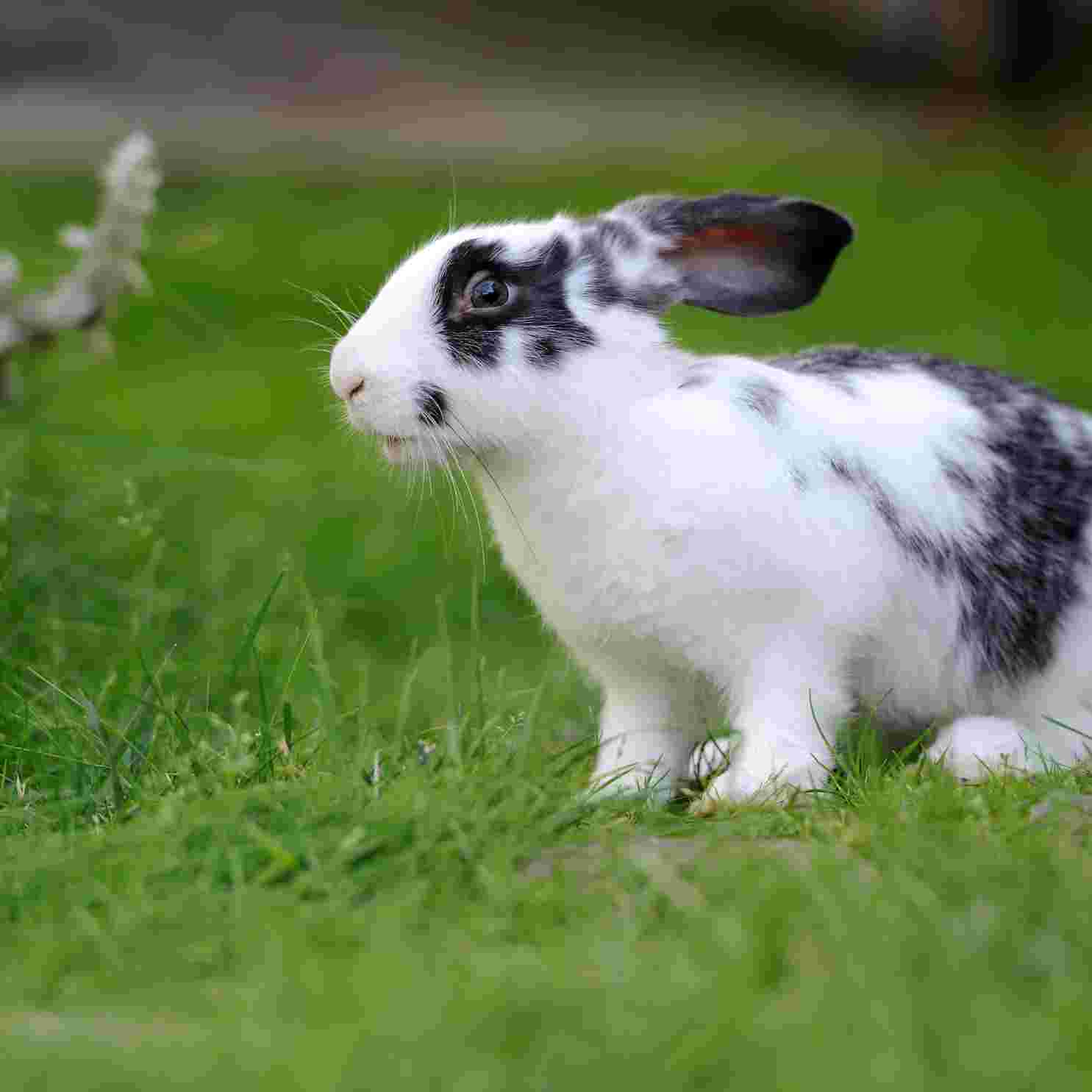 how to get rabbits out from under my shed
