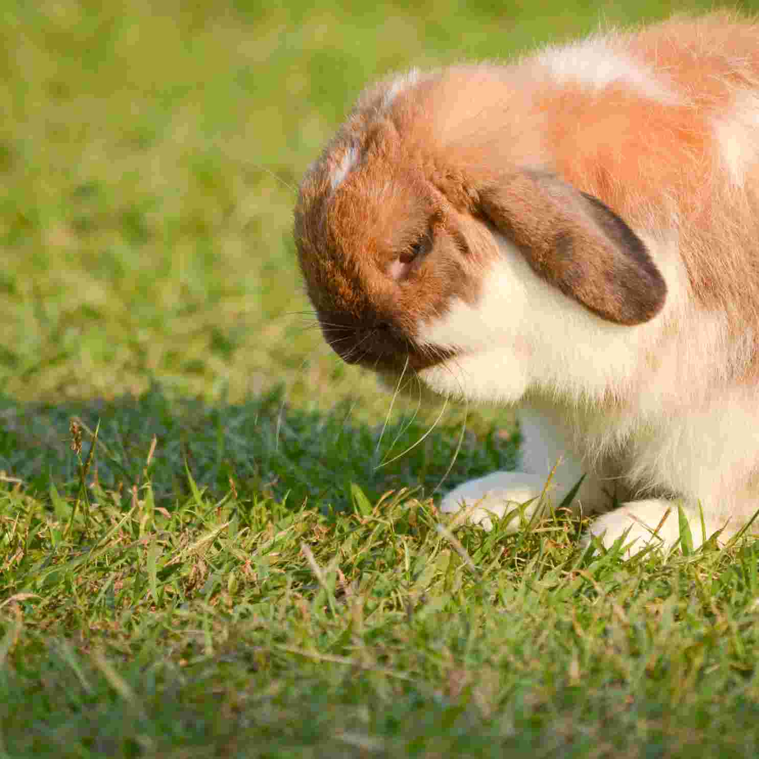 how do rabbits make love