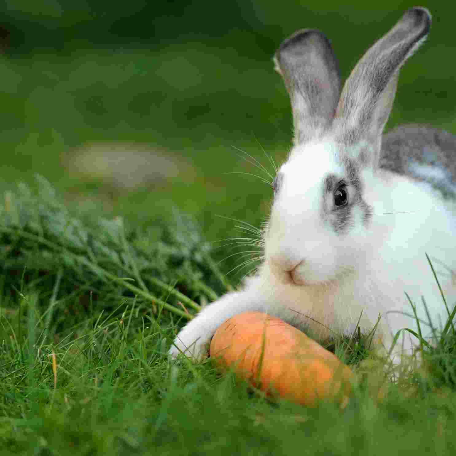 do rabbit like tomatoes